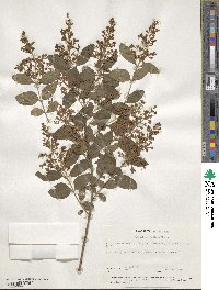 Ligustrum sinense image