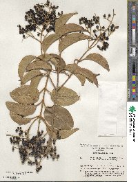 Ligustrum lucidum image