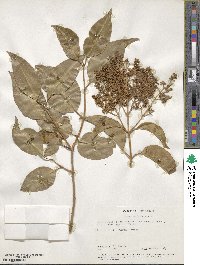 Ligustrum lucidum image