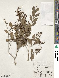 Ligustrum sinense image