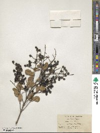 Ligustrum japonicum image