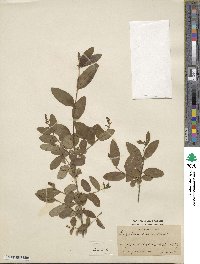 Ligustrum amurense image