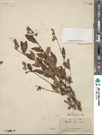 Ligustrum amurense image