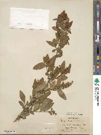 Ligustrum amurense image