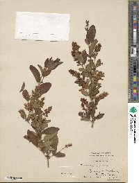 Ligustrum amurense image