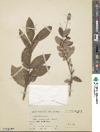 Ligustrum amurense image