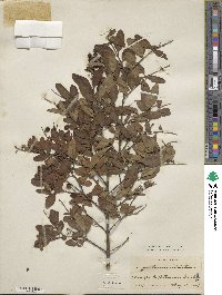 Ligustrum ibota image