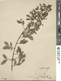 Ligustrum ibota image