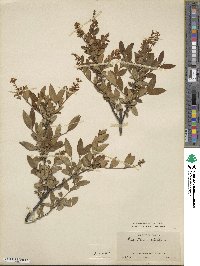 Ligustrum ibota image