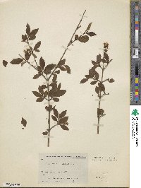 Ligustrum ibota image