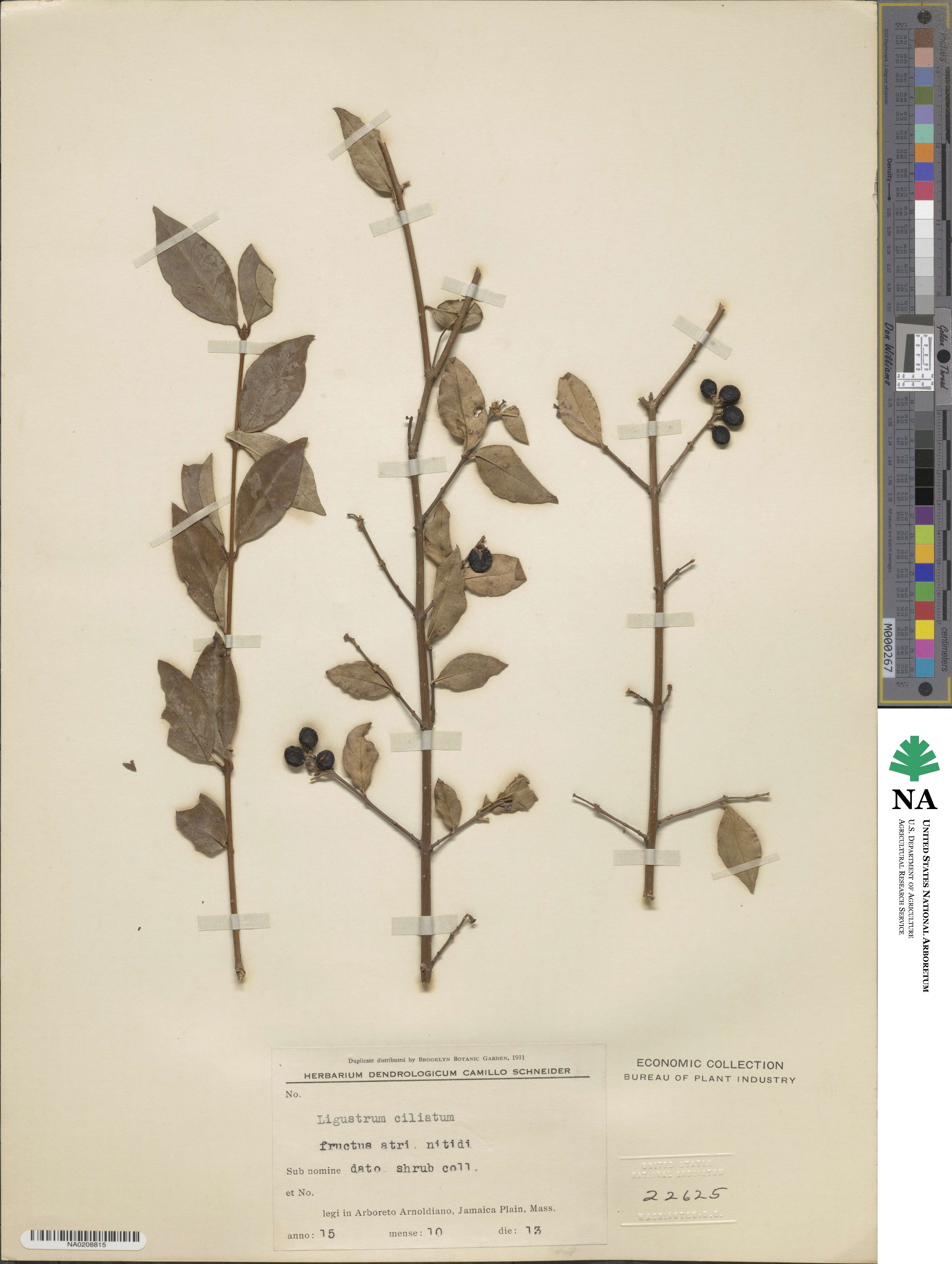 Ligustrum ibota image