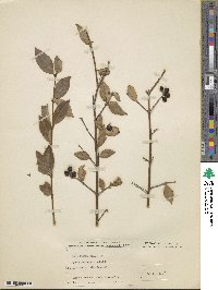 Ligustrum ibota image