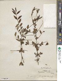 Ligustrum leucanthum image