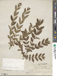 Ligustrum leucanthum image