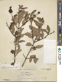 Ligustrum leucanthum image