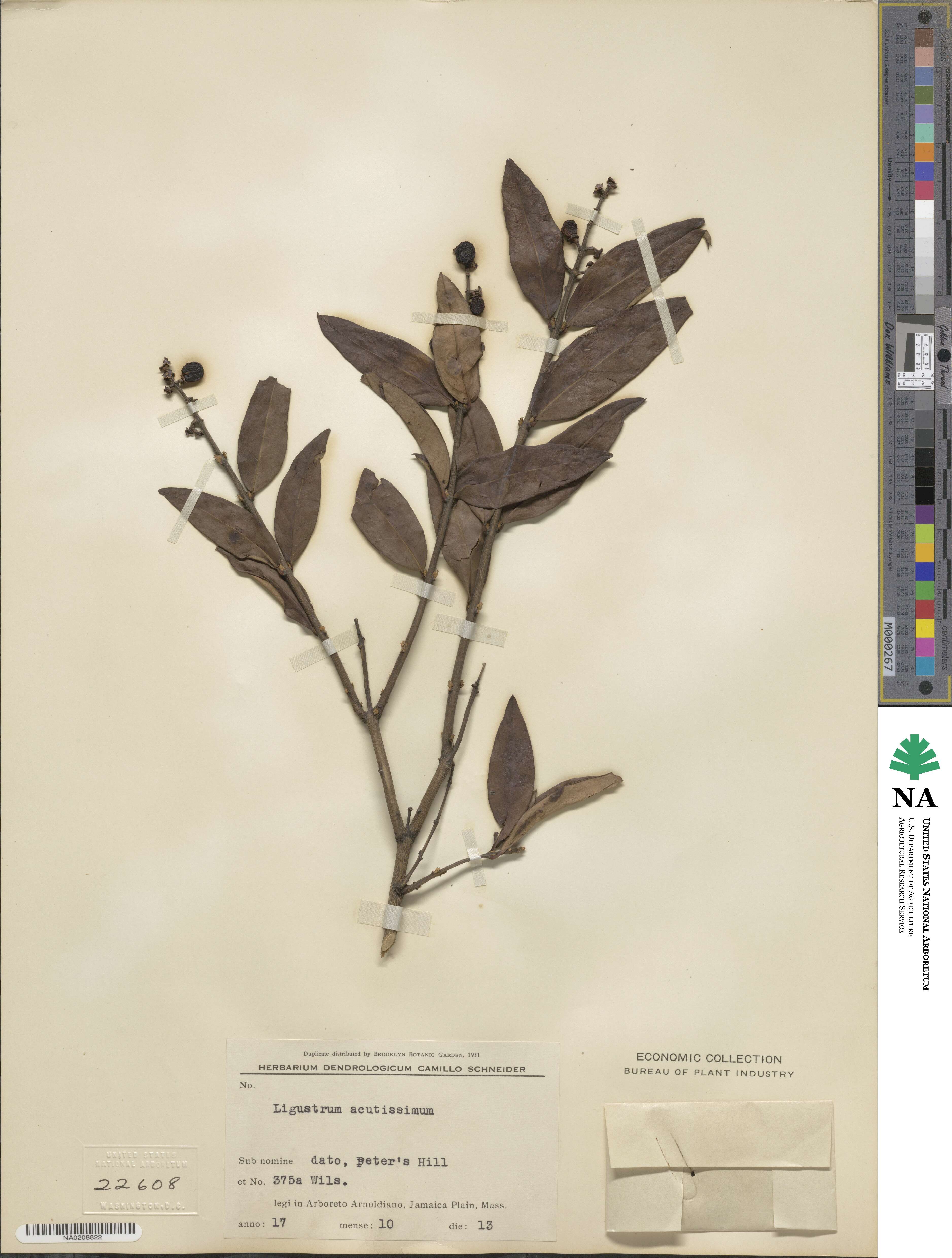 Ligustrum leucanthum image