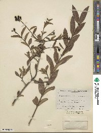 Ligustrum leucanthum image