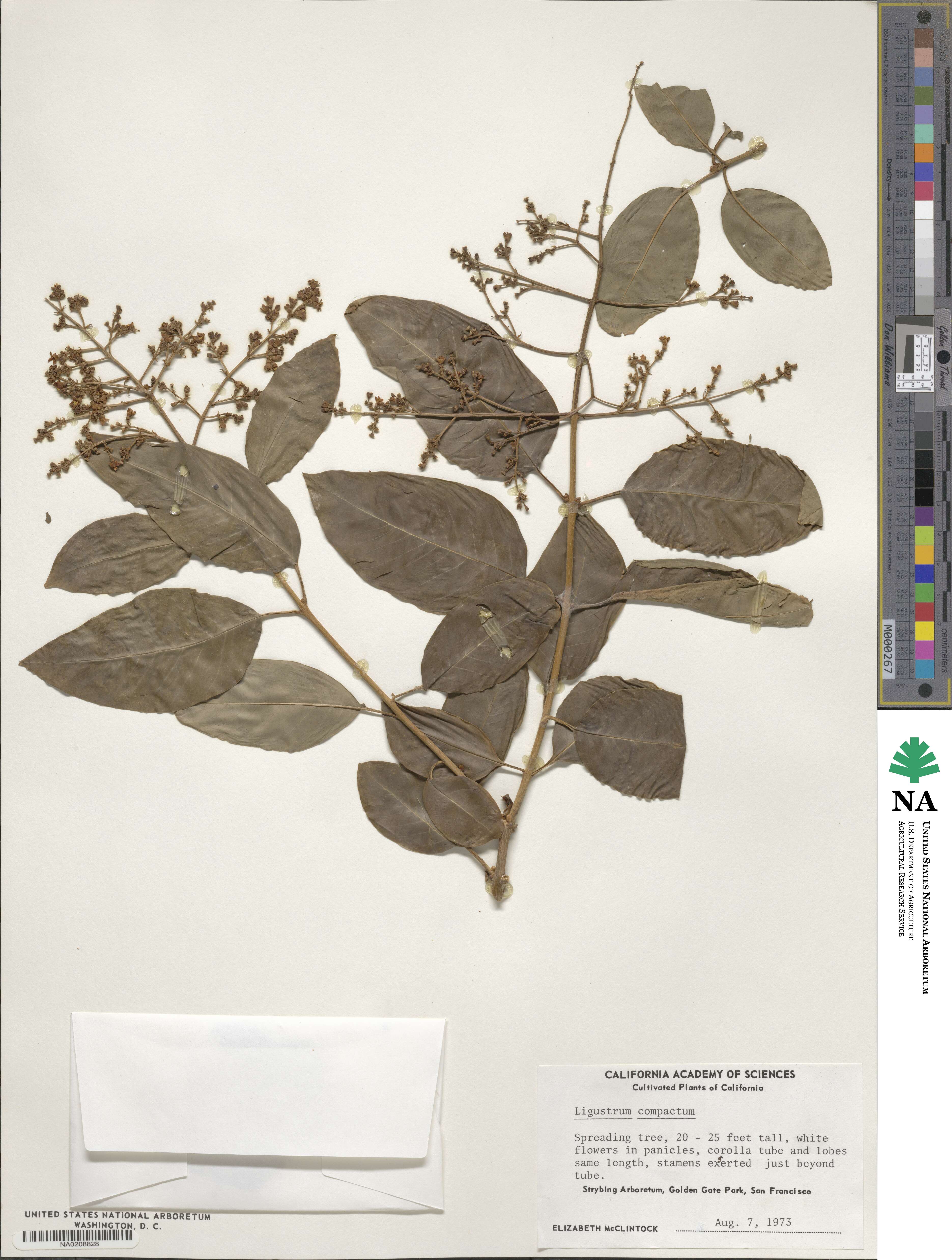 Ligustrum compactum image