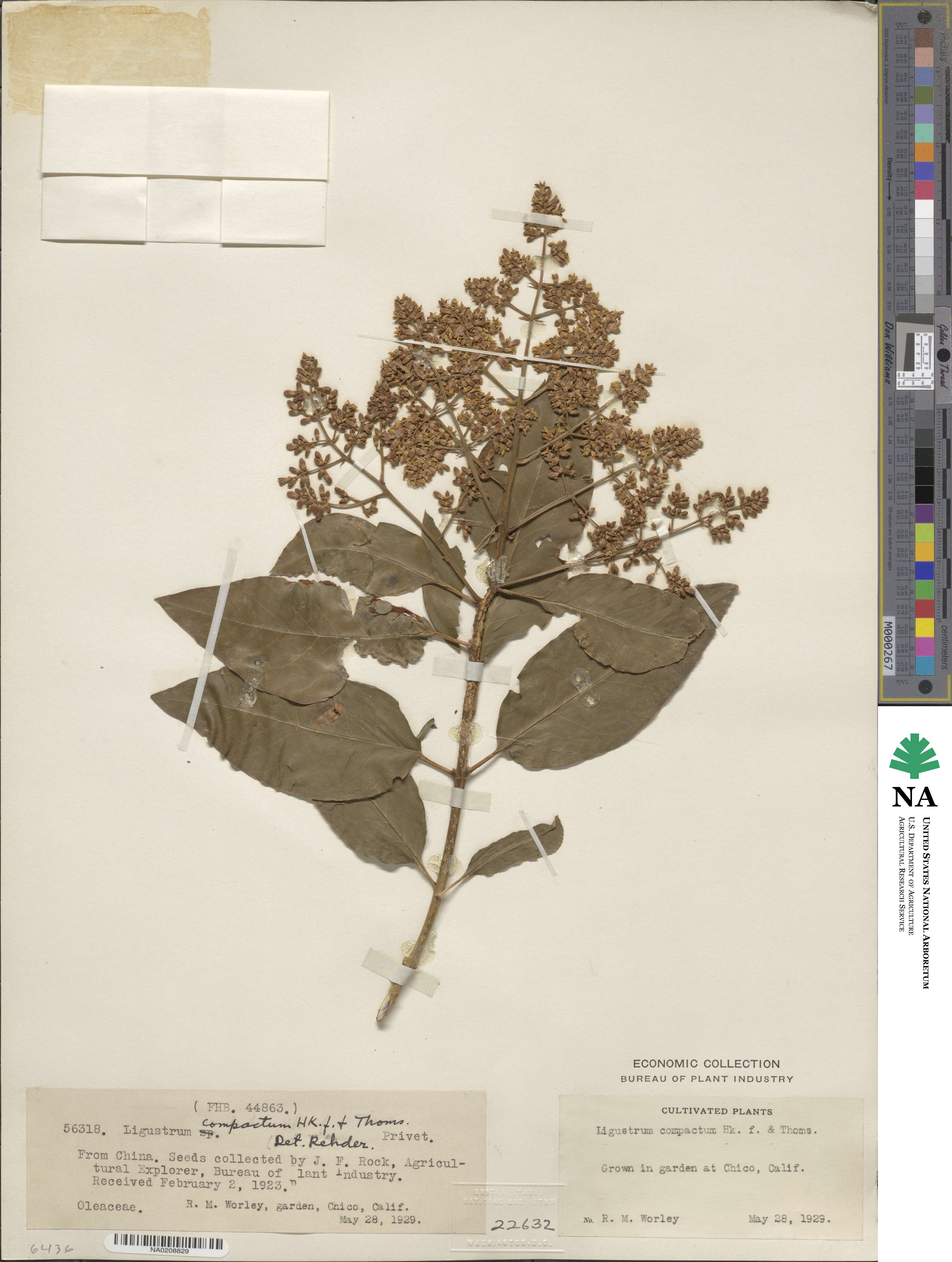 Ligustrum compactum image