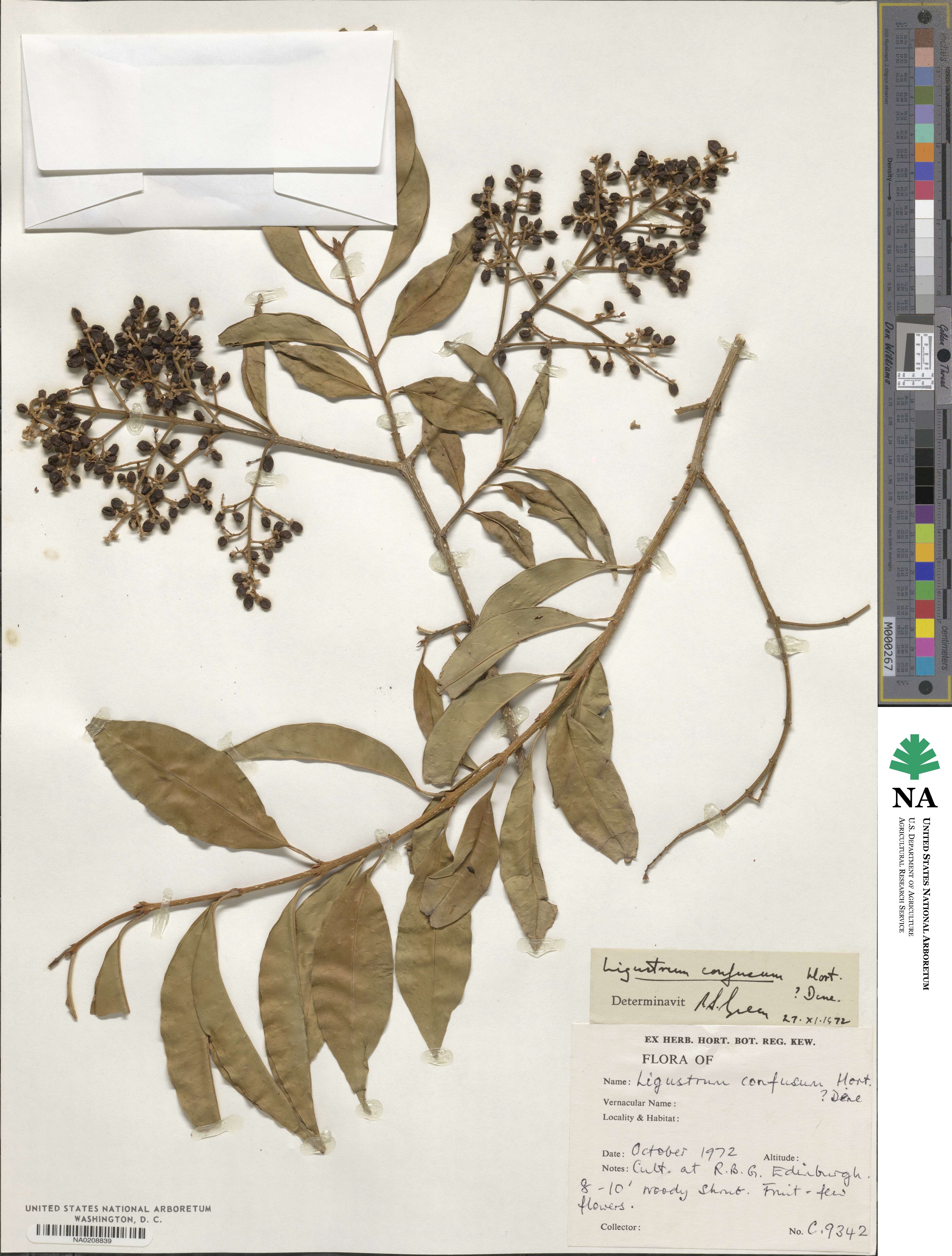 Ligustrum confusum image