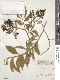 Ligustrum confusum image