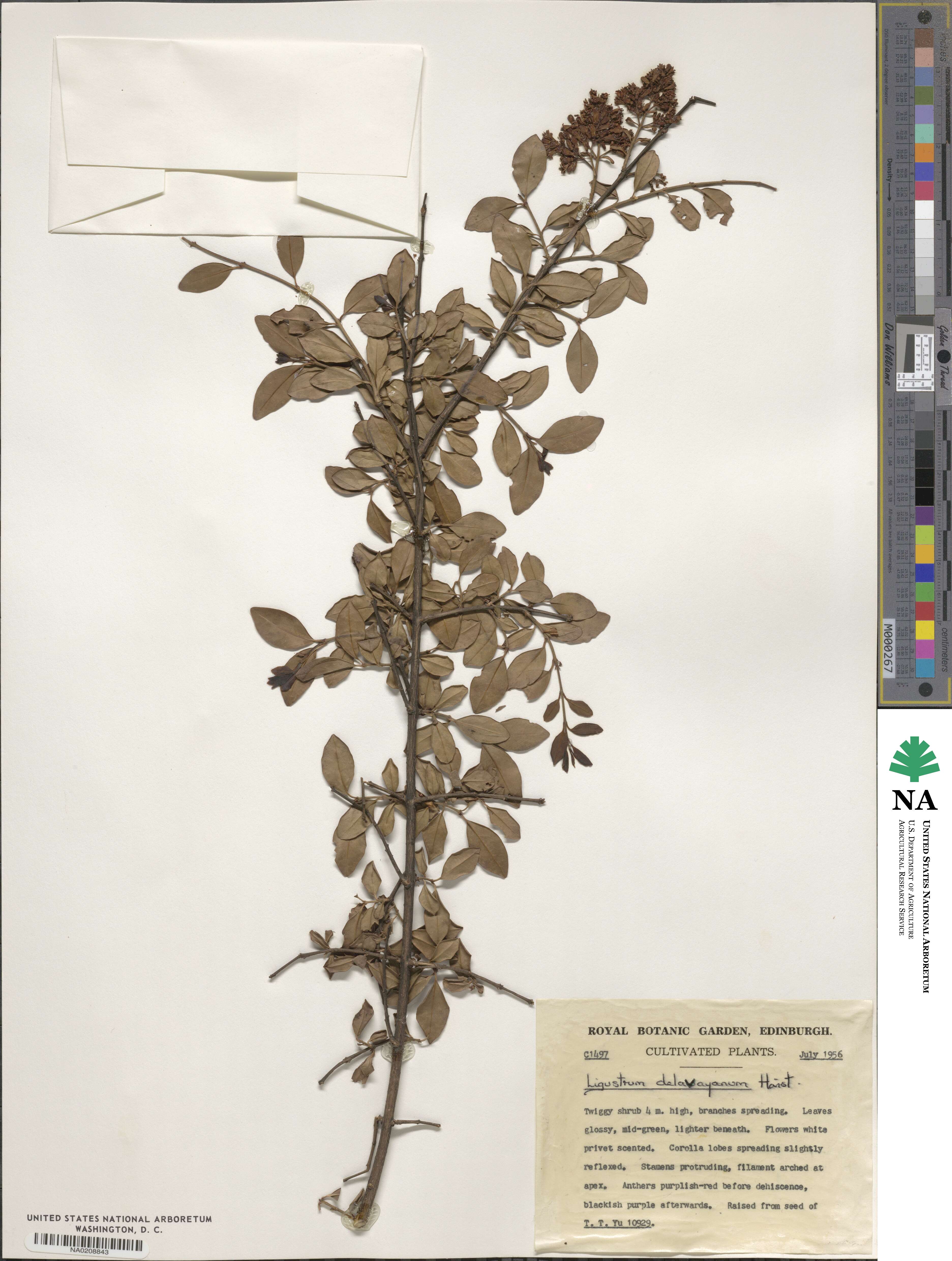 Ligustrum delavayanum image