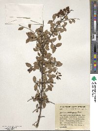 Ligustrum delavayanum image