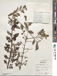 Ligustrum delavayanum image