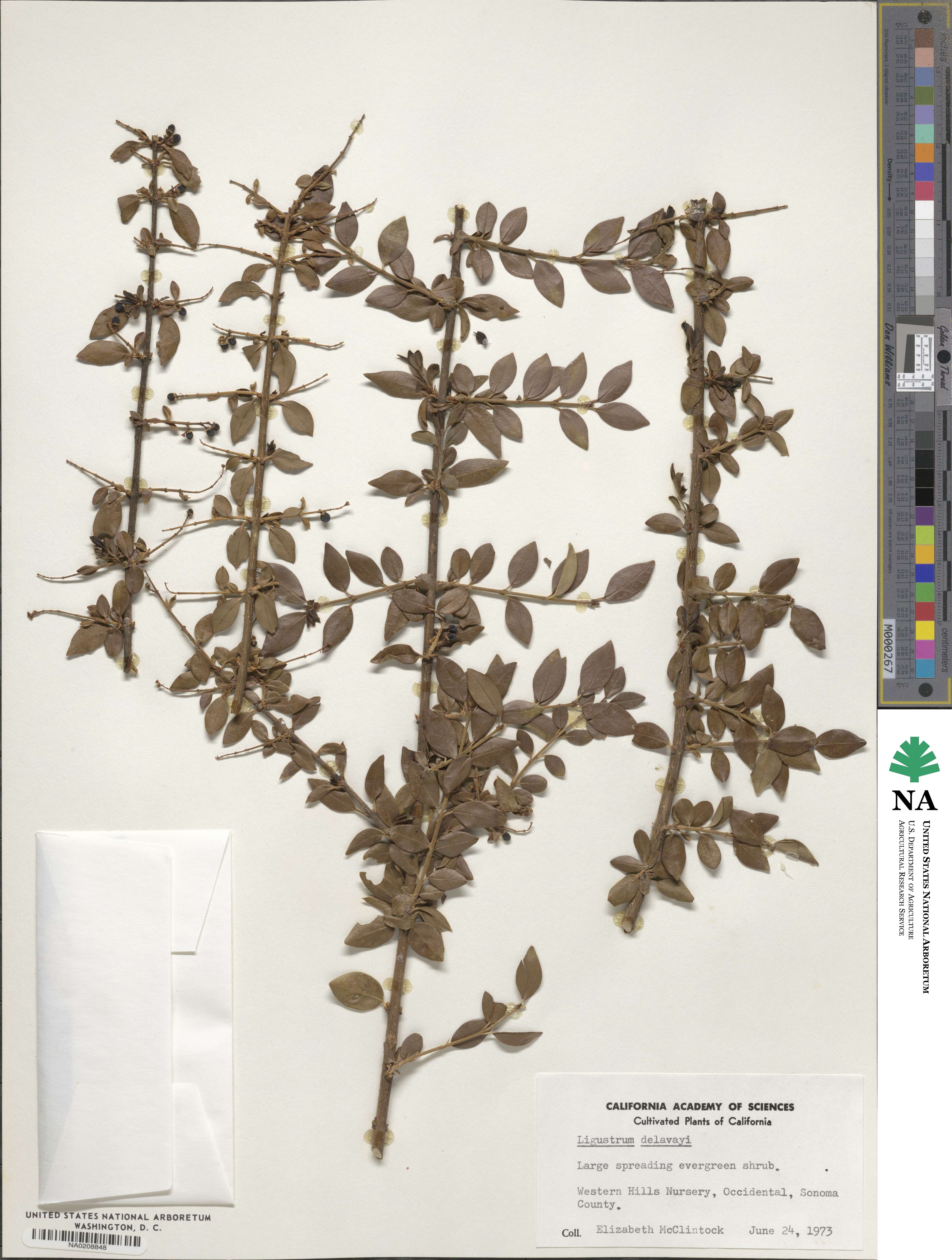 Ligustrum delavayanum image