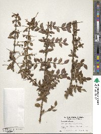 Ligustrum delavayanum image