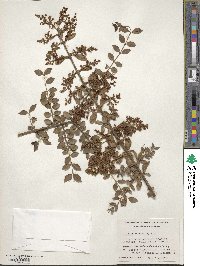 Ligustrum delavayanum image