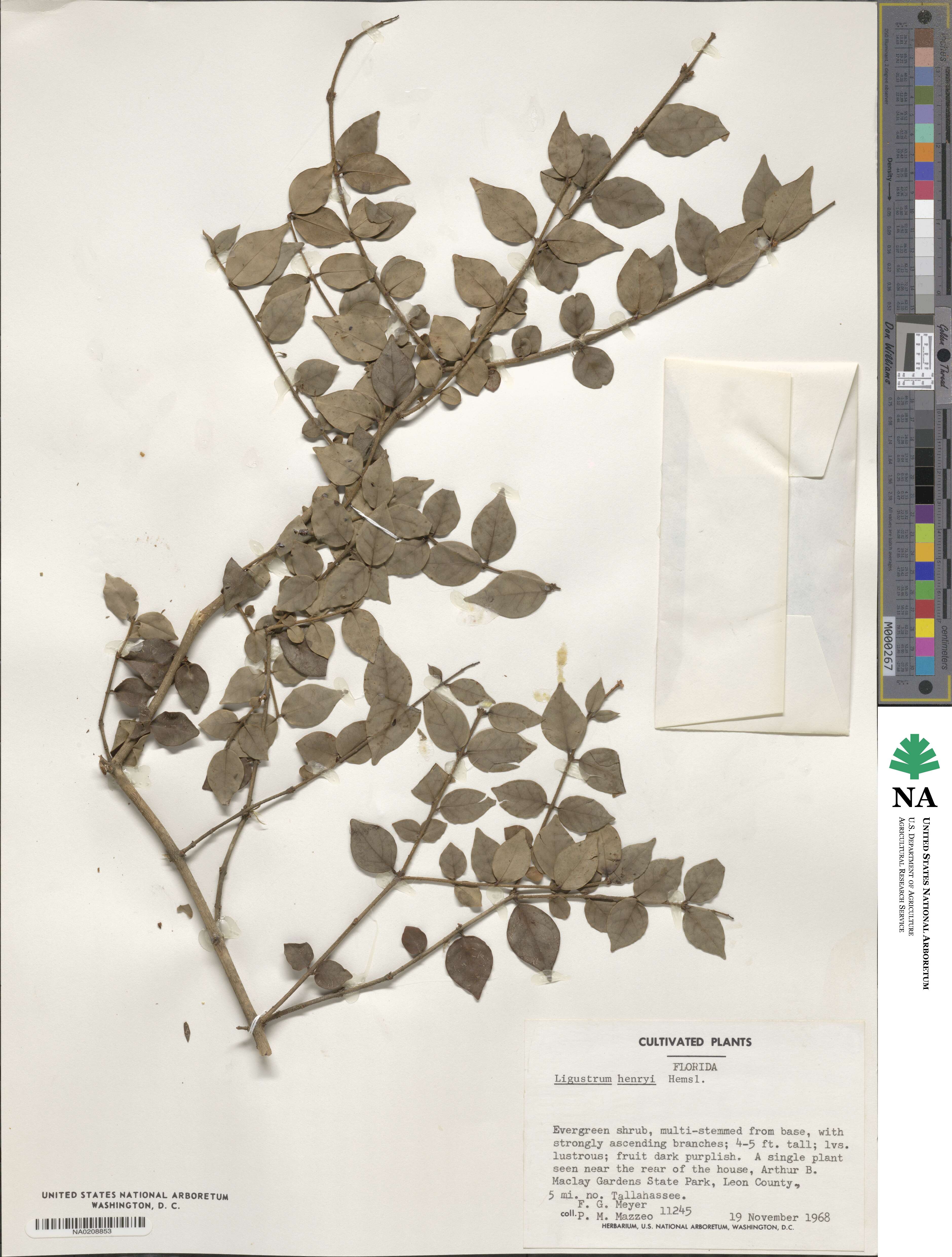 Ligustrum henryi image