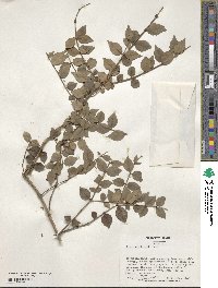 Ligustrum henryi image