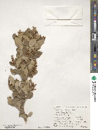 Ligustrum henryi image