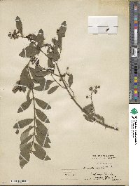 Ligustrum ibota image