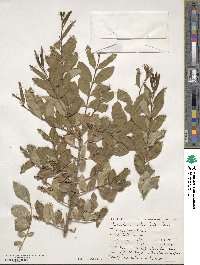 Ligustrum ibota image