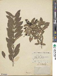 Ligustrum ibota image