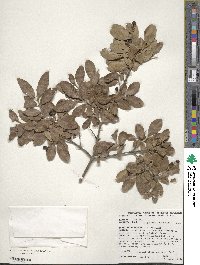 Ligustrum ibota image