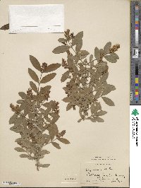 Ligustrum ibota image