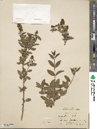 Ligustrum ibota image