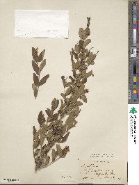 Ligustrum ibota image