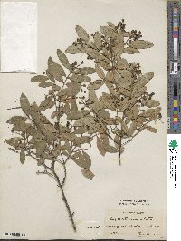 Ligustrum ibota image