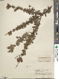 Ligustrum delavayanum image