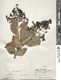 Ligustrum japonicum image