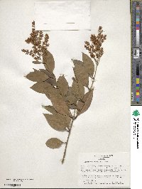 Ligustrum japonicum image