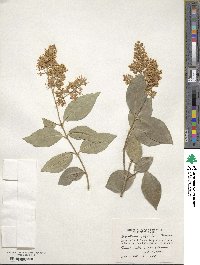 Ligustrum japonicum image