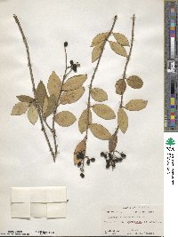 Ligustrum japonicum image