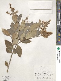 Ligustrum japonicum image