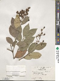 Ligustrum japonicum image