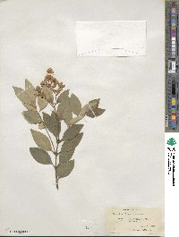 Ligustrum japonicum image